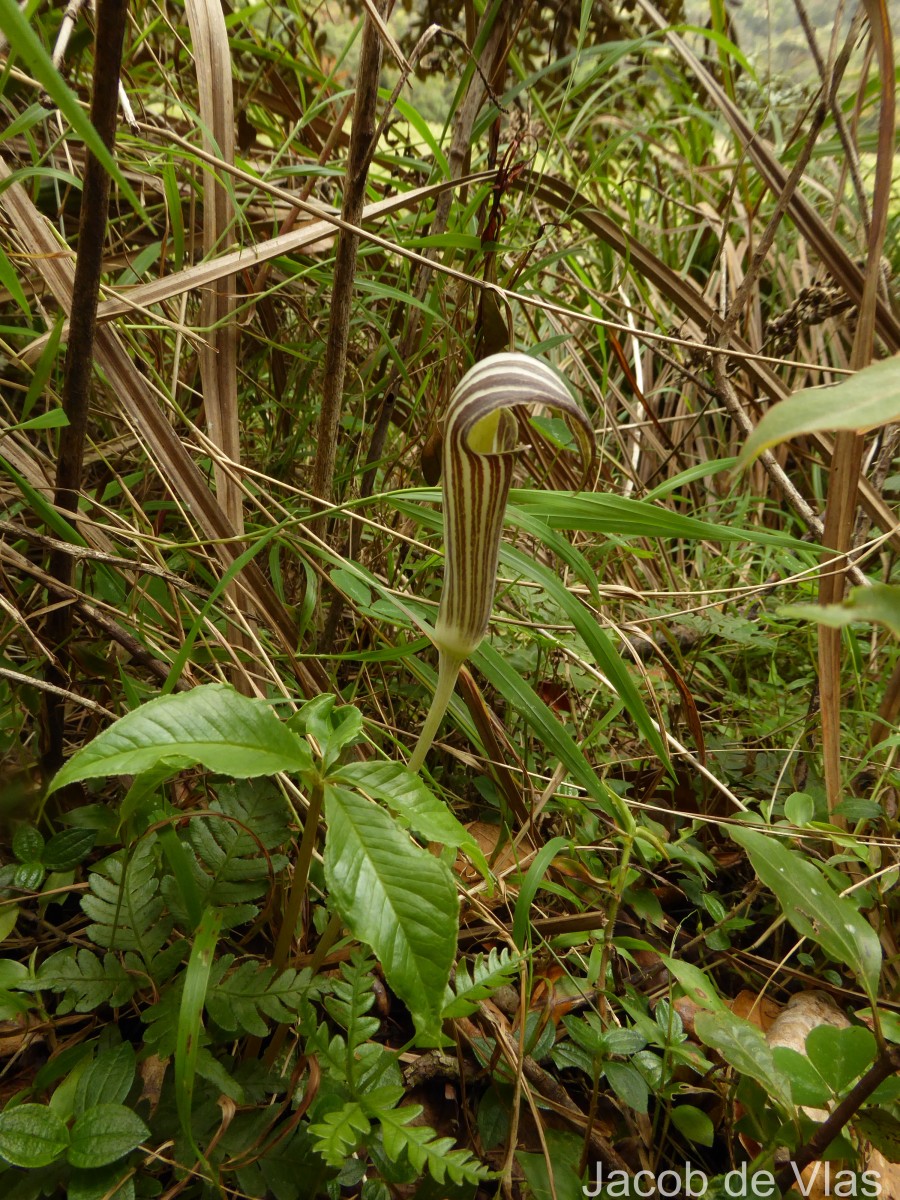 Arisaema leschenaultii Blume